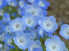春の花