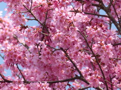 春の花2(桜2)