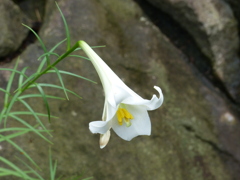 夏の花7