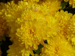 秋の花1(菊)