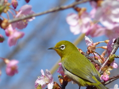 メジロ と桜