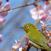 メジロ と桜