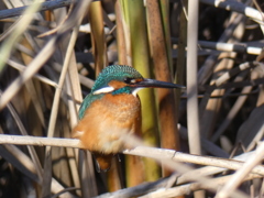 カワセミ