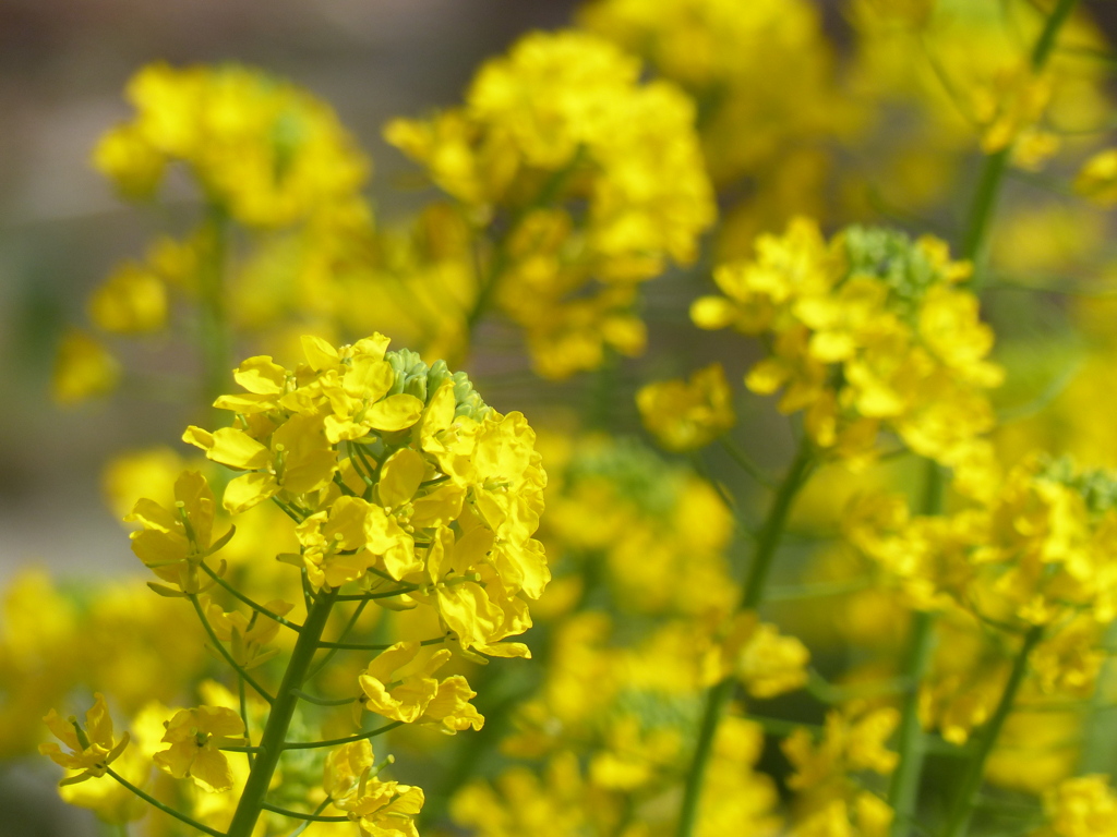 春の花5(菜の花）