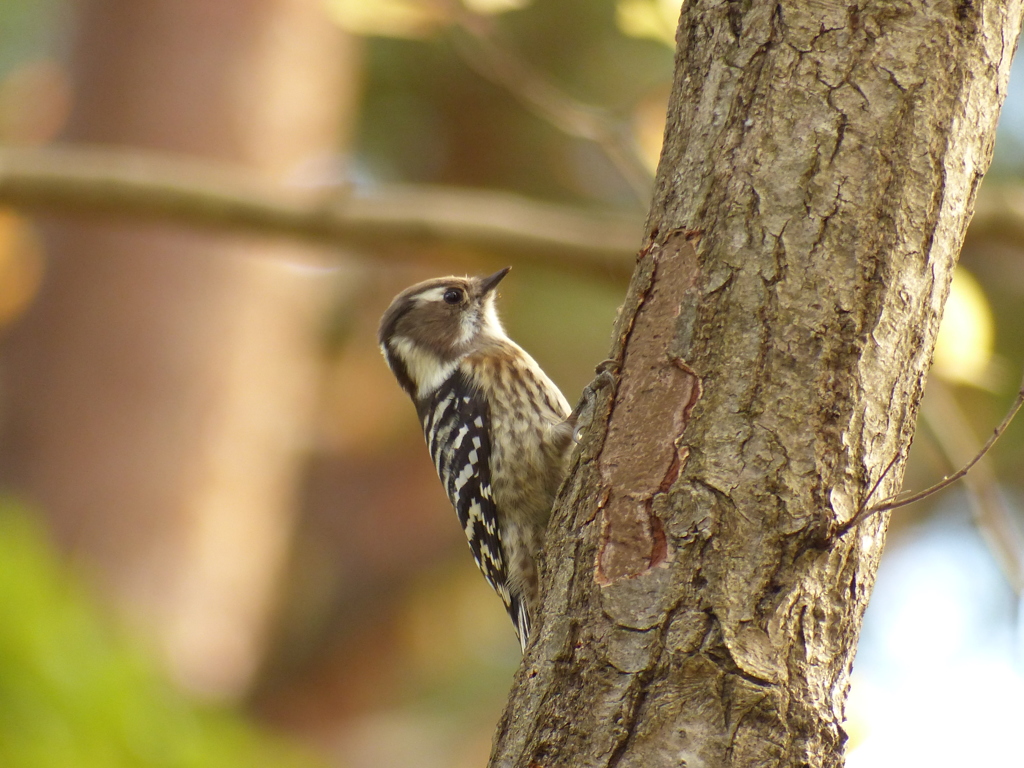 冬の里山で(コゲラ )