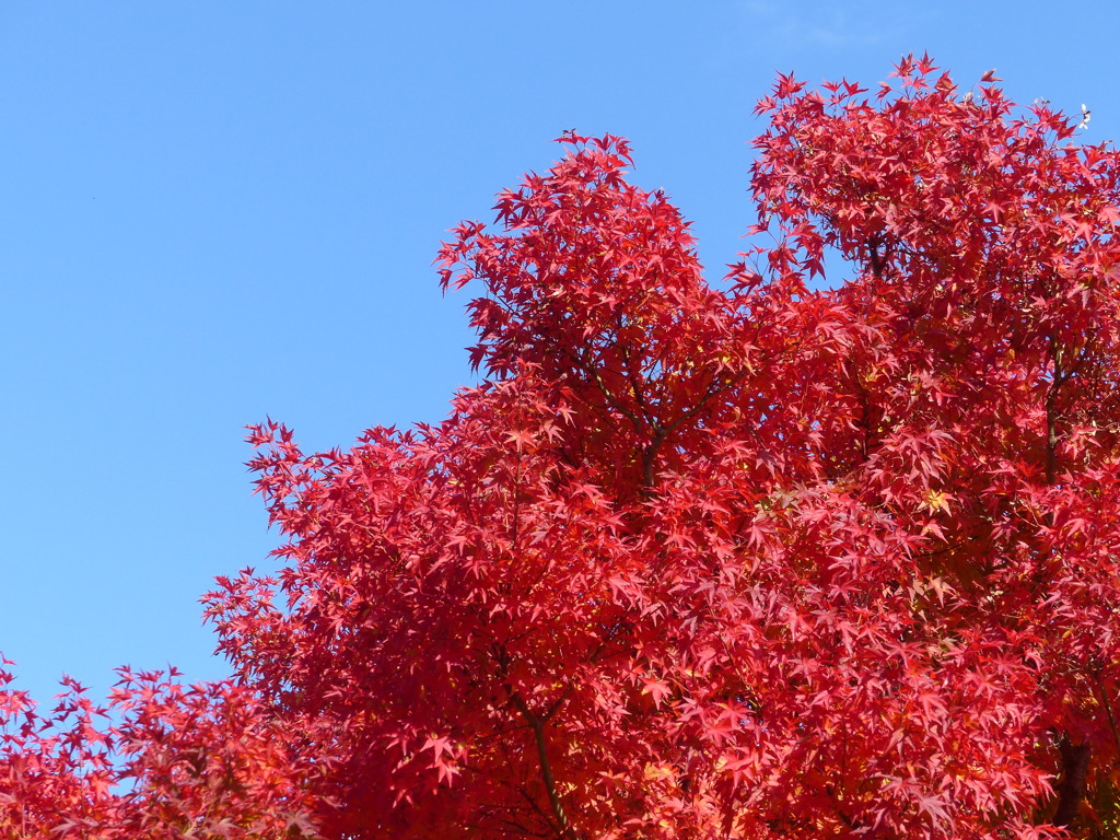 紅葉