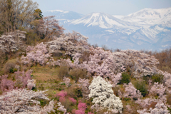 花見山から