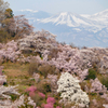 花見山から