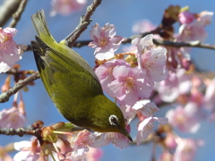 春の里山で2(河津桜とメジロ2)
