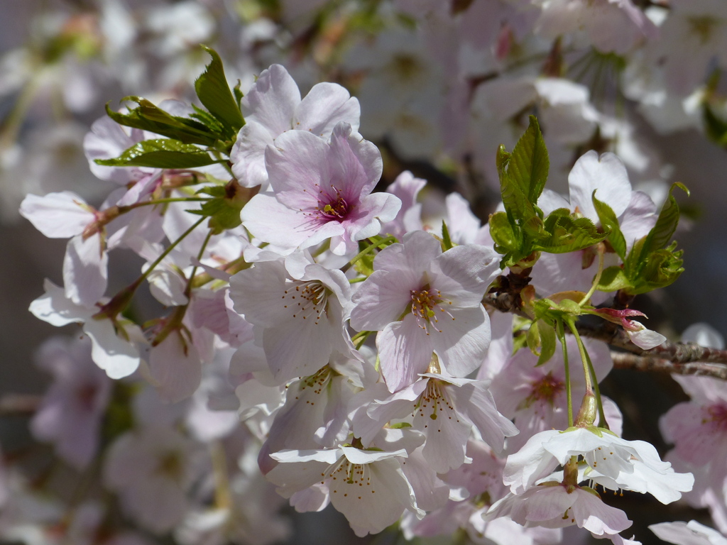 春9(春の花3)