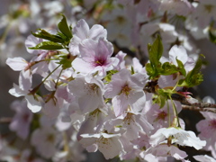 春9(春の花3)