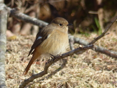 冬の里山で2(ジョウビタキ1)