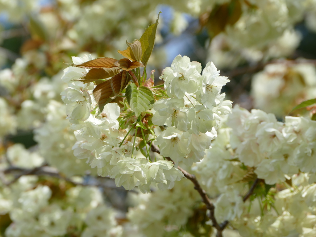 桜