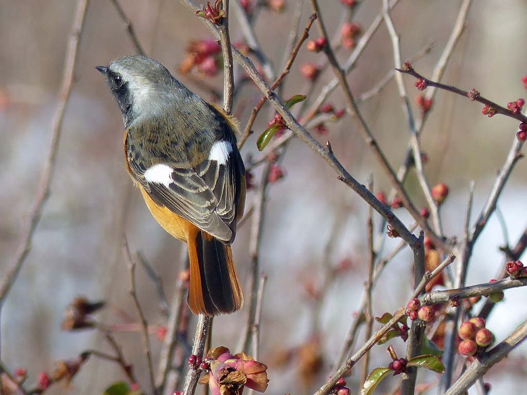 里山の冬鳥たち