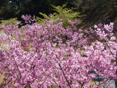 春9(春の花3)