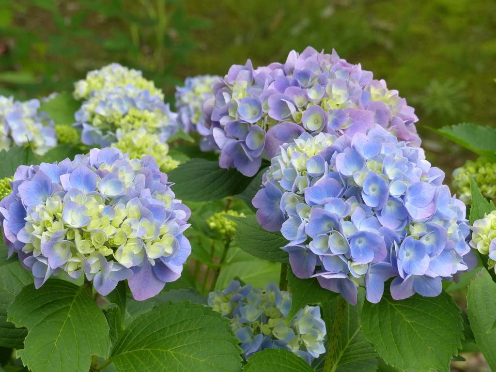 紫陽花