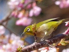メジロ と桜
