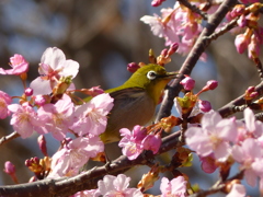 春2(河津桜とメジロ2)