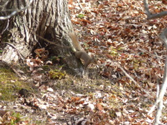 冬の里山で2(リス1)