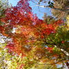 秋の里山で9(紅葉2)