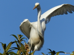 ダイサギ