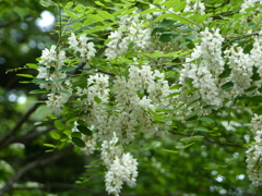 春25(里山の白い花) ニセアカシア