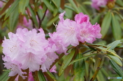 石楠花