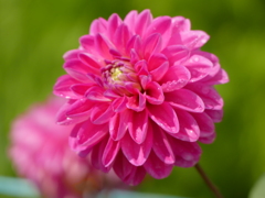 夏の花