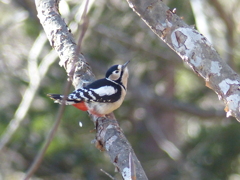 冬の里山で25(アカゲラ2)