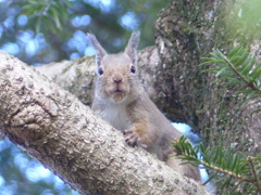 冬の里山で8(リス6)  