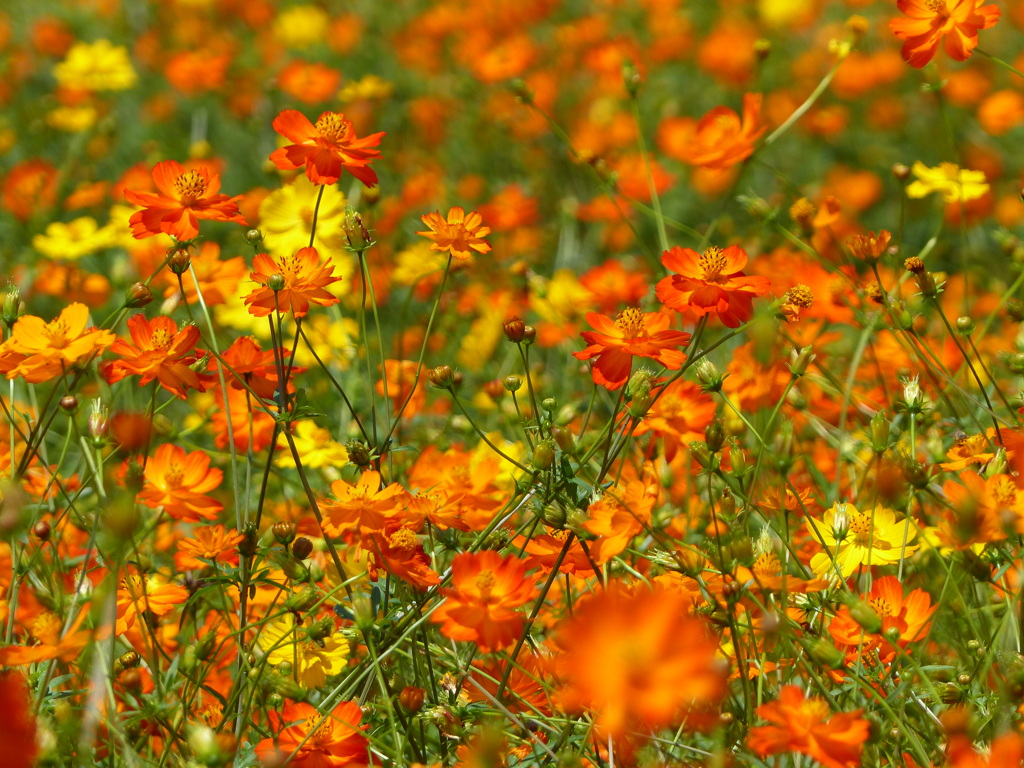 夏の花10(キバナコスモス)