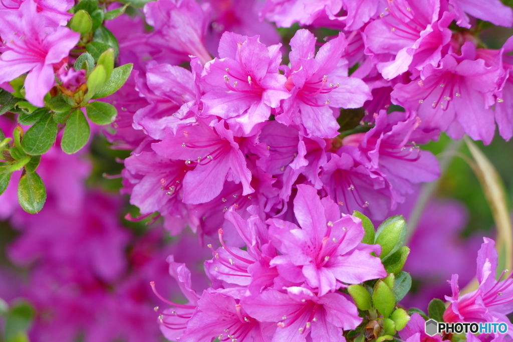 花(散歩の途中に)