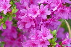 花(散歩の途中に)