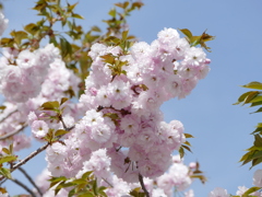 春の花7(桜7)