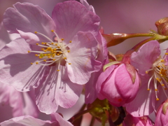 初桜