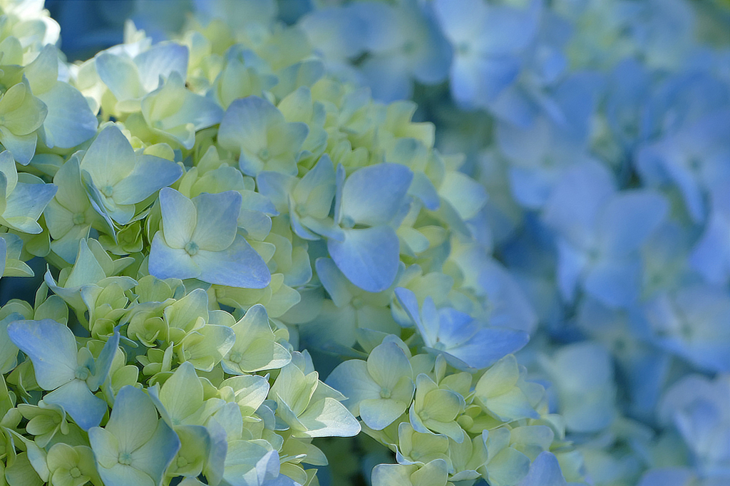 花々