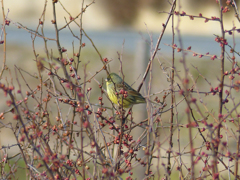 里山の冬鳥たち