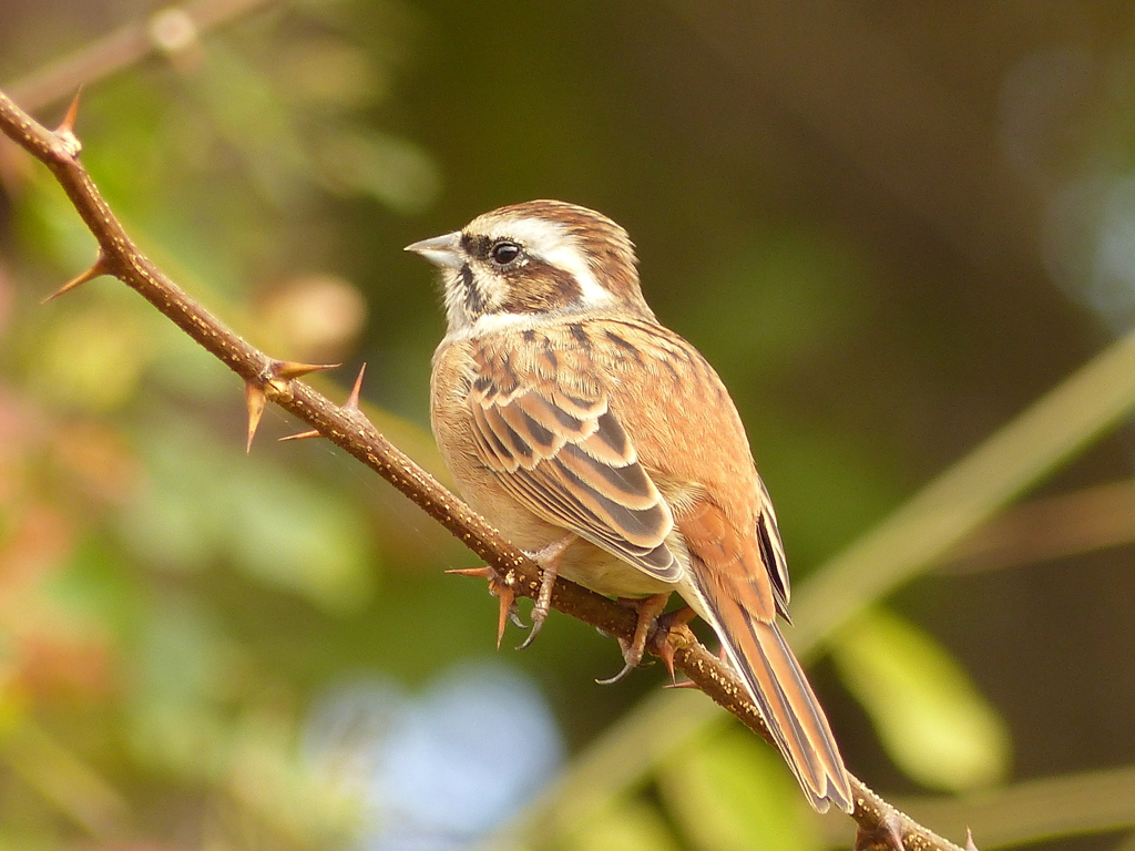 秋の里山で3(ホウジロ)