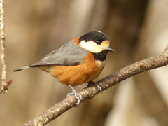 冬の里山で(ヤマガラ）