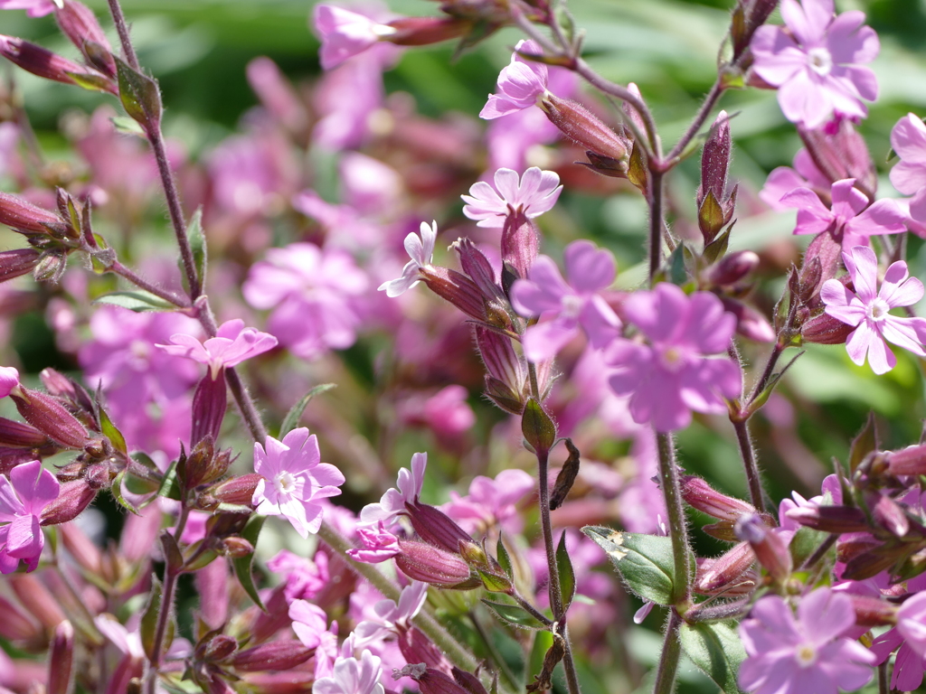 春の花20