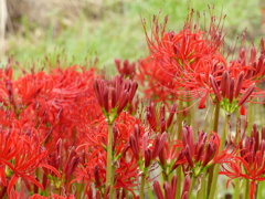 秋の花2(彼岸花)