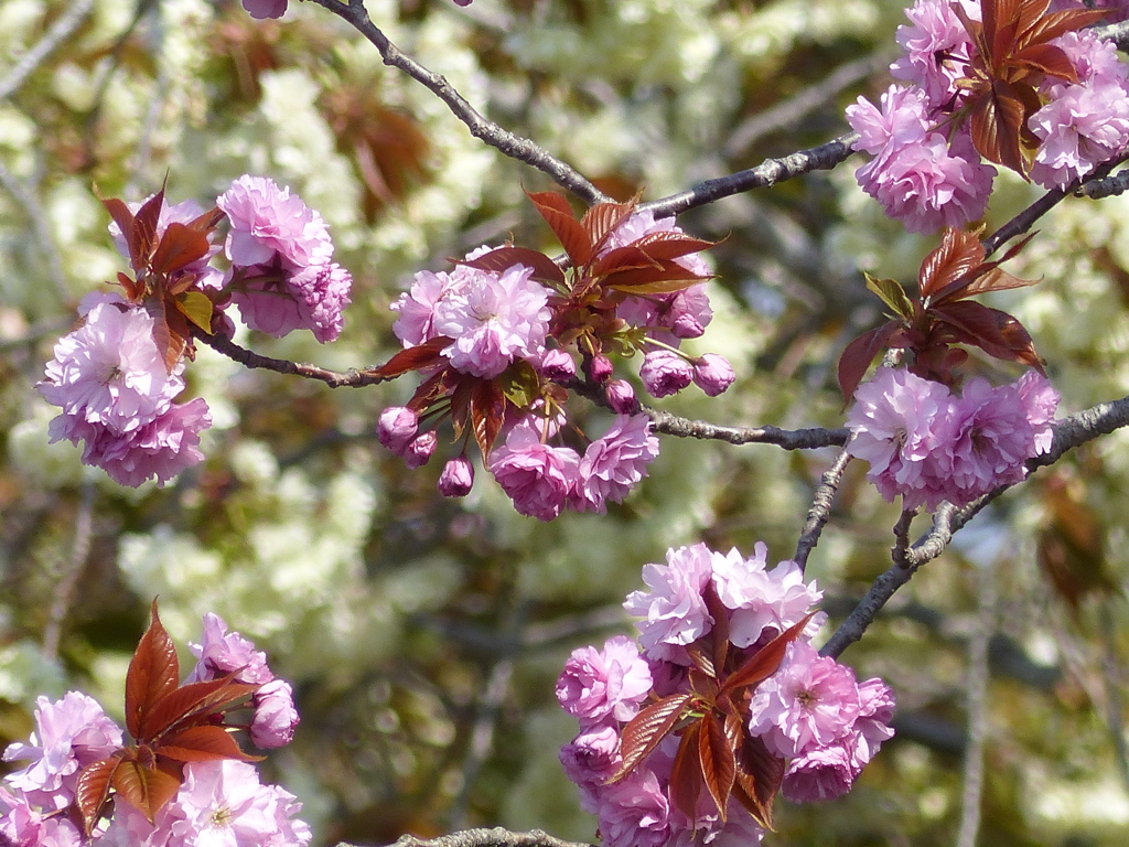桜