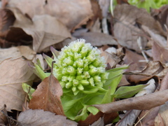 春の花
