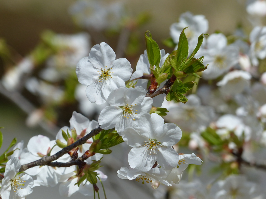 春の花3(桜3)
