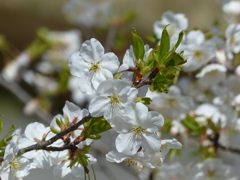 春の花3(桜3)