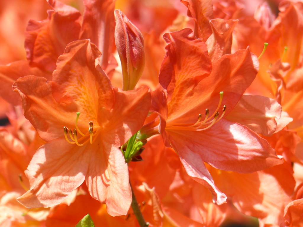 春の花