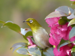 山茶花とメジロ