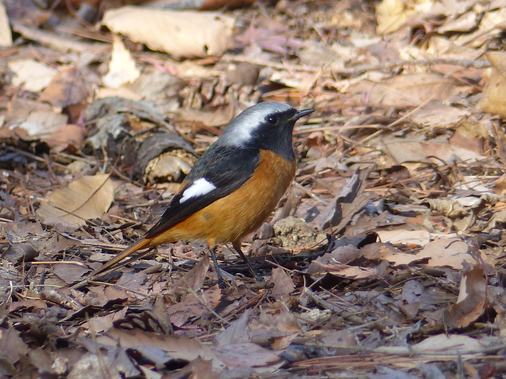 冬の里山で5(ジョウビタキ2)