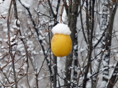 雪景色