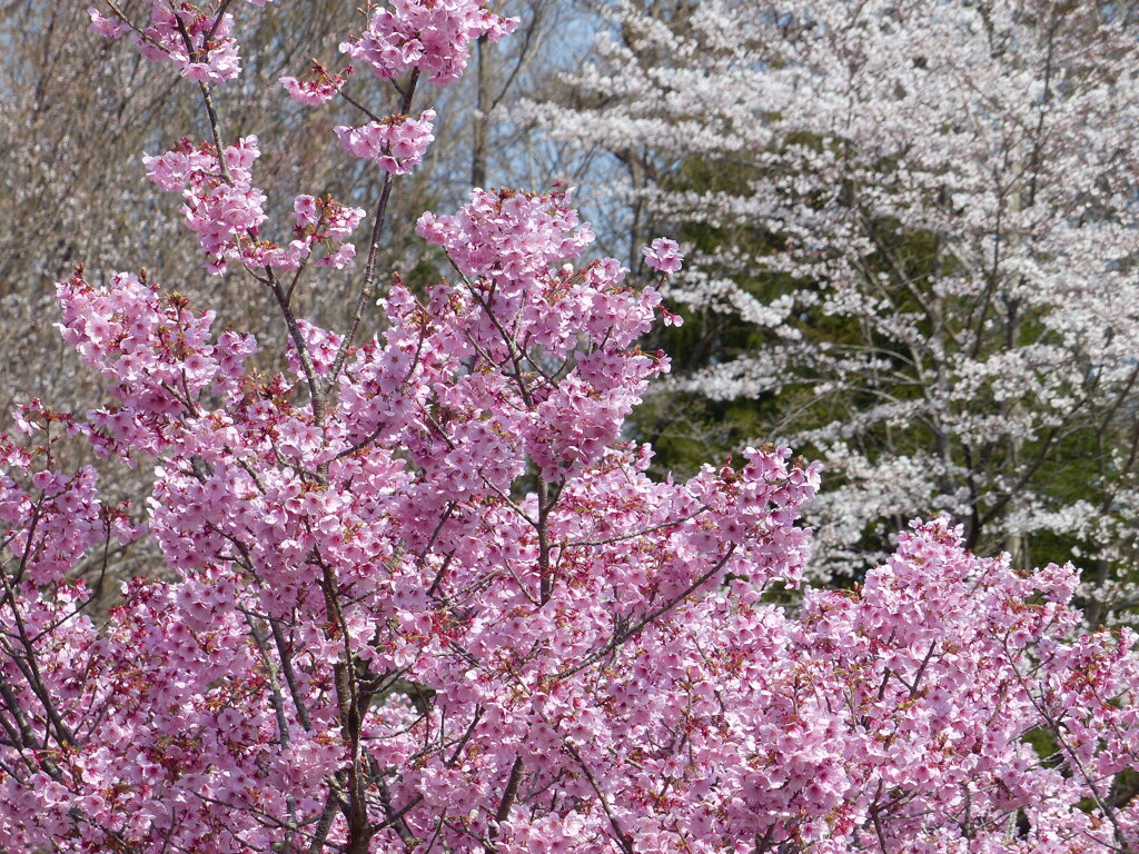 春の花2(桜2)